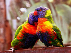 1920x1080 HD Aves Coloridas Loriini