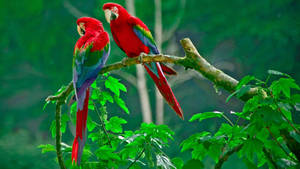 32K Ultra HD Naturaleza Loros en Rama
