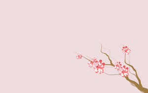 4k Naturaleza Flores Sakura