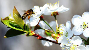 Fondo de Pantalla de Abeja en Cerezo Blanco