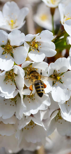 Abeja iPhone — Floral iPhone Fondos de pantalla