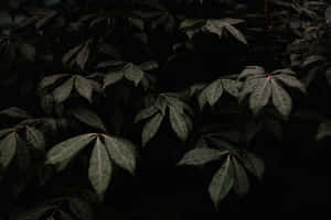 Imágenes estéticas en verde oscuro — Verde oscuro aesthetic Fondos de pantalla