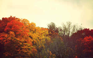 Fondo de Otoño estético — Estética otoñal Fondos de pantalla