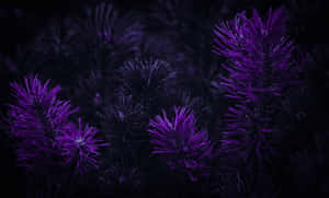 Imágenes estéticas de color púrpura oscuro — Morado Fondos de pantalla