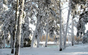 Vista previa de fondo de pantalla de nieve, árboles, invierno