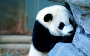 Fondo de Panda — Panda Fondos de pantalla