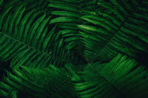 Fondo de naturaleza verde — MacBook Pro 16 Fondos de pantalla