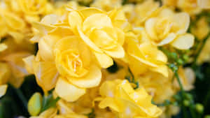 Fondo de estética amarilla — Aesthetic amarillo pastel Fondos de pantalla
