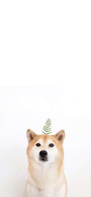 Animal Lindo Iphone — iPhone 16 Pro Max Fondos de pantalla