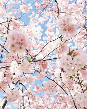 Imágenes de estética rosa pastel — Estética rosa pastel Fondos de pantalla