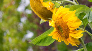 Primer plano de girasoles inclinados en un día brillante y soleado.