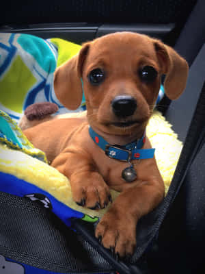 Imágenes de Cachorro de Dachshund — iPad Air 13 Fondos de pantalla