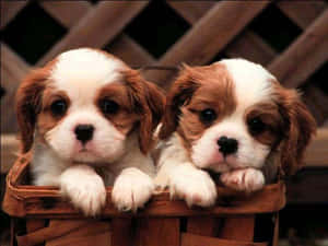 Imágenes de cachorros lindos — Cachorro lindo Fondos de pantalla