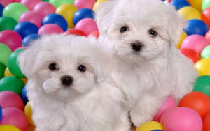 Cachorros Lindos Y Pelotas Coloridas — Cachorro lindo Fondos de pantalla