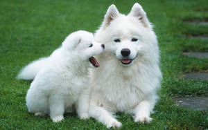 Lindo Cachorro con Alaskan Malamute — Cachorro lindo Fondos de pantalla