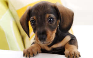 Adorable Cachorro Posando en un Entorno Colorido — Perro lindo Fondos de pantalla