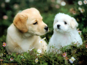 Lindo Cachorro y Golden Retriever Marrón — Cachorro lindo Fondos de pantalla