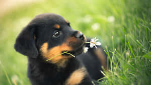 Fotos de Cachorros Lindos — Cachorro lindo Fondos de pantalla