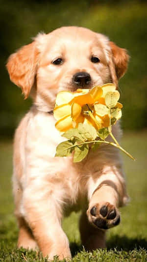 Imágenes de cachorros lindos — Cachorro lindo Fondos de pantalla