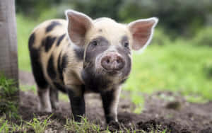 Fondo de Cerdito Lindo — Cerdito lindo Fondos de pantalla
