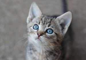 Fotos de gatos lindos — Gato Lindo Fondos de pantalla