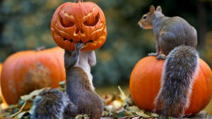 Fondo de pantalla de lindas ardillas de Halloween. — Lindos de Halloween Fondos de pantalla