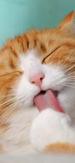 Cute Animal Iphone — iPhone 15 Plus Fondos de pantalla