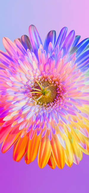 Flor Arcoíris iPhone — Samsung Galaxy S20 Fondos de pantalla