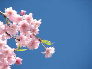 Fondo de flor rosa