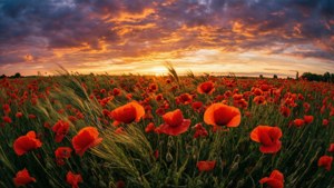 Campo de amapolas rojas bajo un cielo de atardecer dramático, movimiento del viento, paisaje pictórico.