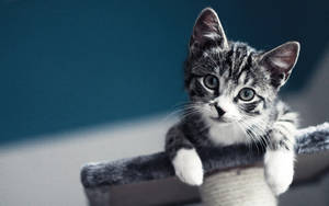 Vista previa de fondo de pantalla: gatito, bebé, mirada — 16:10 Fondos de pantalla