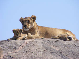 Leona y cachorro sentados y relajándose sobre una enorme roca bajo el sol en Safari, África.