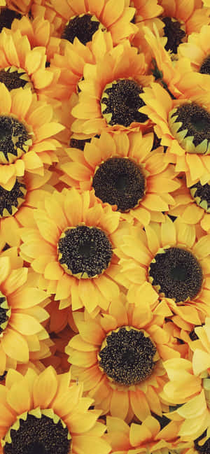 Estética de Girasol iPhone — Floral iPhone Fondos de pantalla