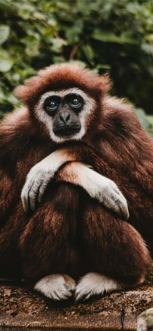 Fondo Android Gibbon — POCO F9 Ultra Fondos de pantalla
