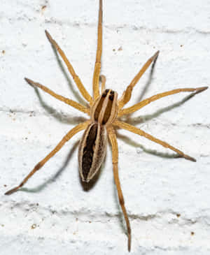 Imágenes de Araña Lobo — Galaxy Z Fold 5 Fondos de pantalla