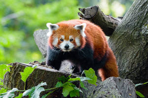 Fondo de pantalla de árbol talado con panda rojo encima.