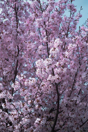 Árbol de Cerezo en Flor para Samsung S20 Ultra — Flor de cerezo Fondos de pantalla