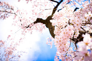 Fondo de Pantalla de Árbol de Cerezo en Floración