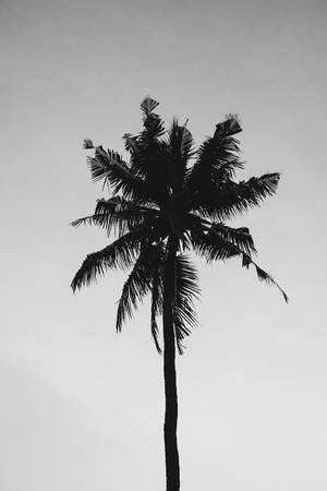 Árbol de coco solitario en blanco y negro — Blanco y negro estético Fondos de pantalla