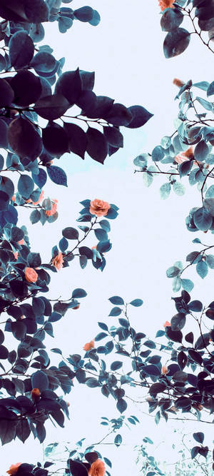 Árbol de Flores Naranjas Vivo V20 — Redmi A7 Fondos de pantalla
