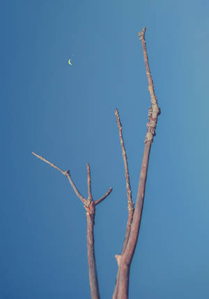 Fondo de pantalla de árbol desnudo apuntando a la luna creciente — Oppo Pad 4 Pro Fondos de pantalla