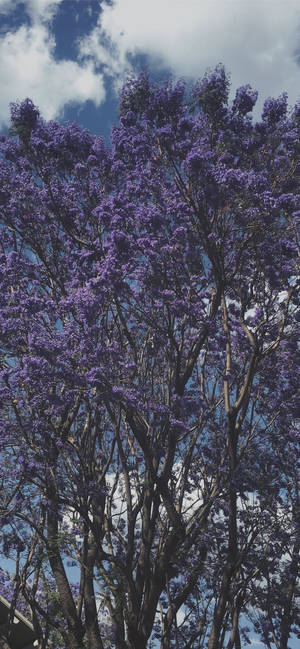 Fondo de pantalla de árbol morado genial — iPhone 15 Pro Max Fondos de pantalla
