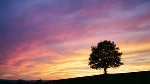 Un cielo al atardecer con la silueta de un árbol solitario en una colina. — Vista del cielo Fondos de pantalla