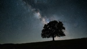 Un paisaje nocturno minimalista con un árbol y un cielo estrellado, perfecto para un fondo de pantalla tranquilo.