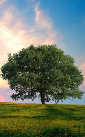 Árbol Teléfono — Estética verde GIF Fondos de pantalla