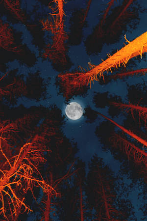 Árboles altos luna llena — Luna estética Fondos de pantalla