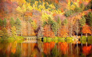 Fondo de pantalla de árboles coloridos naranjas, amarillos y verdes en temporada de otoño.