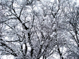 Fondo de pantalla de árboles cubiertos de nieve en invierno