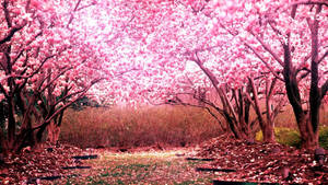 Fondo de Pantalla de Árboles de Cerezo Rosa
