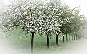 Fondo de pantalla de árboles de primavera